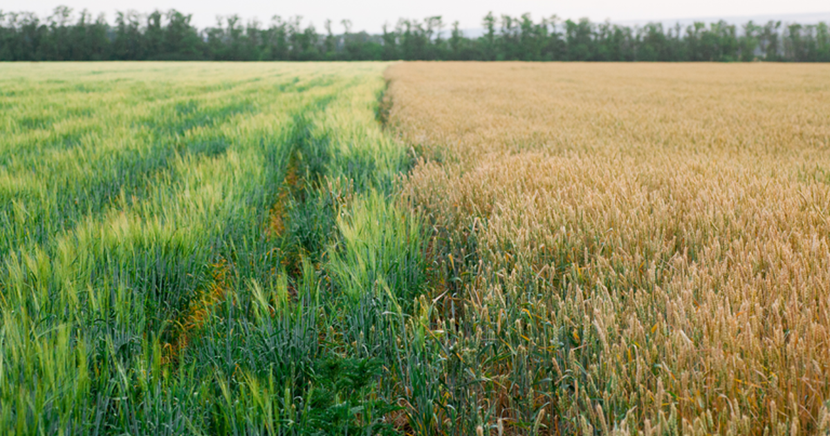 Preemergent weed control for wheat, barley and canola ADAMA SA